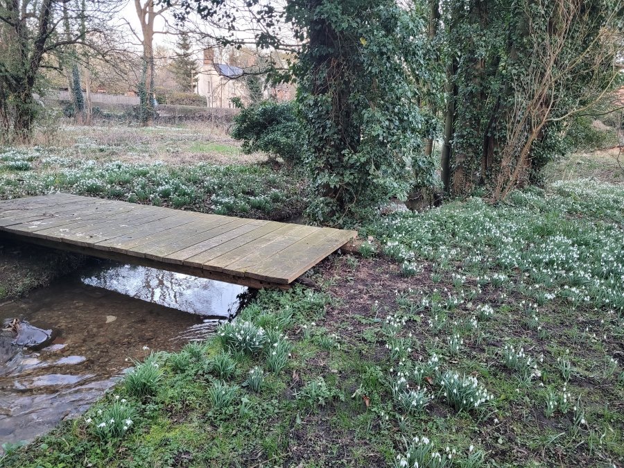 Snowdrops in Horncastle, Lincolnshire
