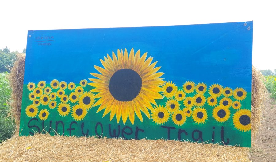 The Sunflower Trail, Stourton Estate, Lincolnshire