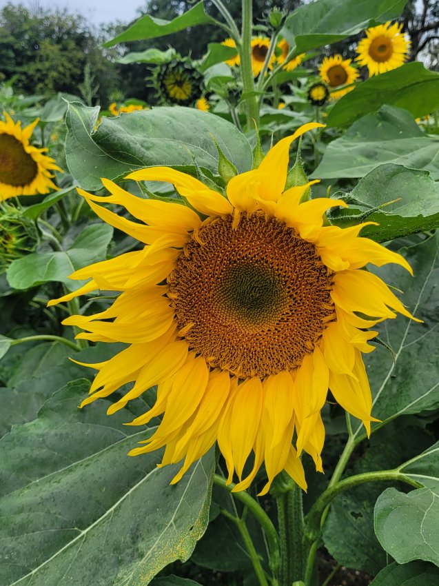 A Stourton Sunflower, Lincolnshire