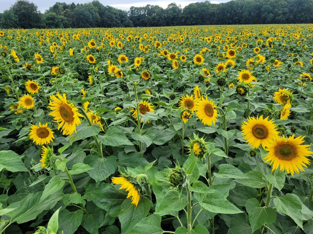 Many Many Sunflowers, Stourton Estate, Lincolnshire