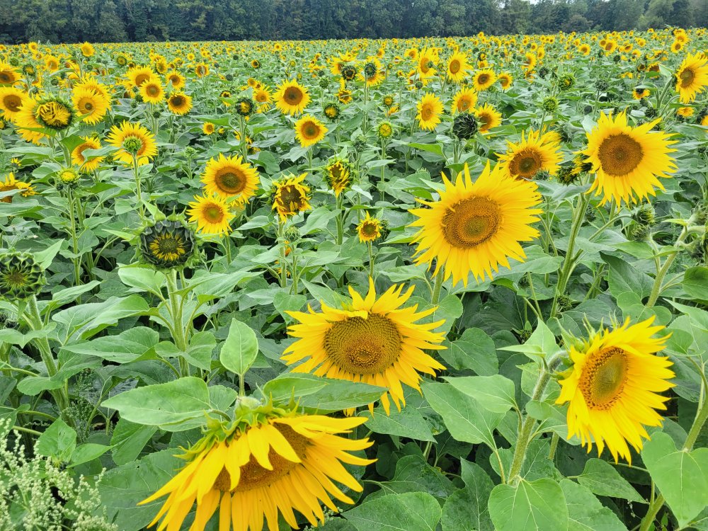 So Many Sunflowers! Stourton Estate, Lincolnshire