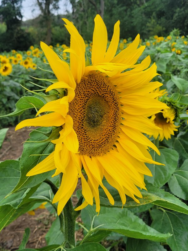 A Study of Sunflowers, Stourton Estate, Lincolnshire