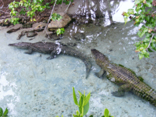 Alligators! Miami Seaquarium, Florida, USA