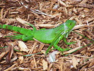 Big Lizard/Small Dinosaur, Miami, Florida, USA