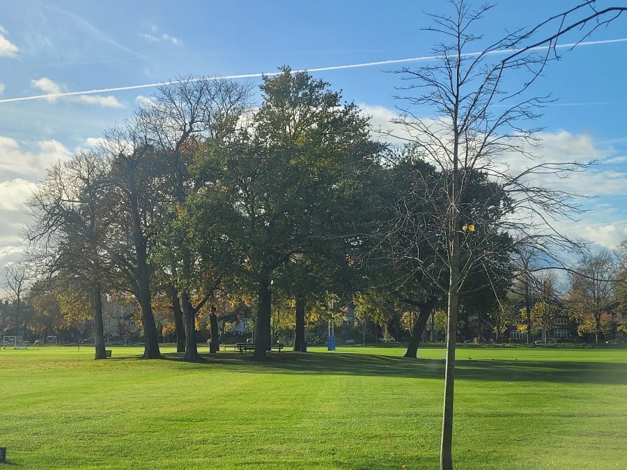 Stand of Trees in Dulwich College Park, Dulwich