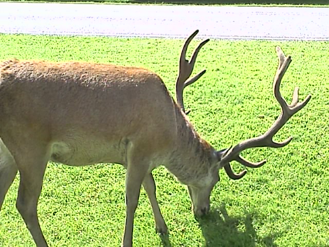 Bushy Park Deer, Middlesex