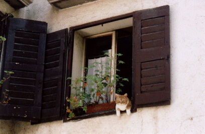 Inquisitive cat in Muggia, Italy
