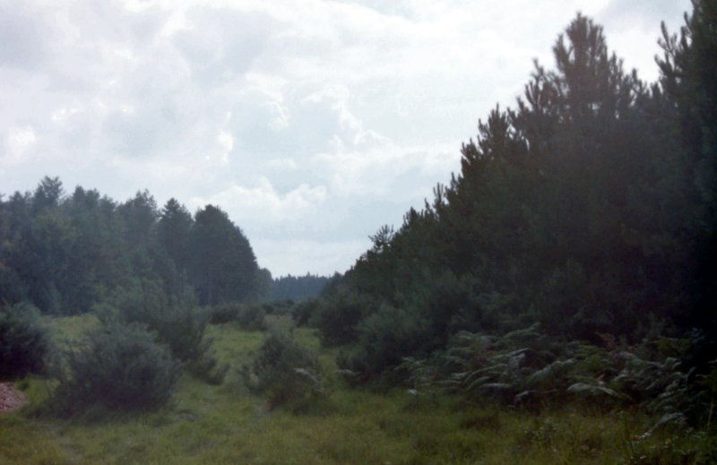 Breckland Scenery near Thetford, Norfolk