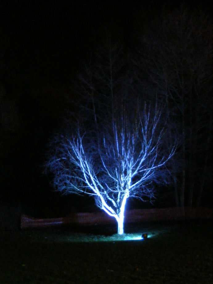 Spooky Floodlit Tree, Newstead Abbey, Nottinghamshire