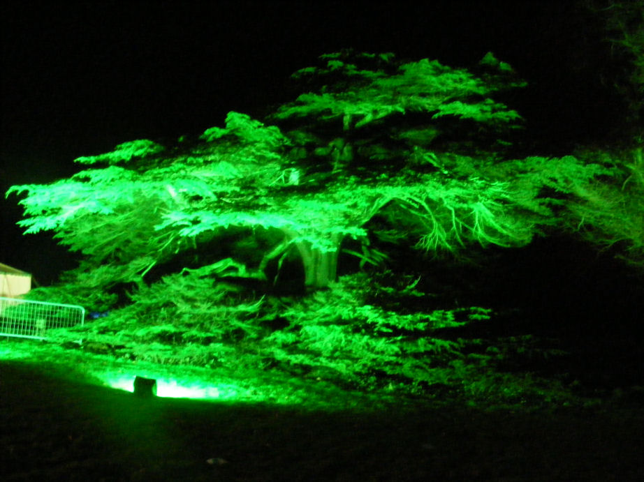 Another spooky tree, Newstead Abbey, Nottinghamshire