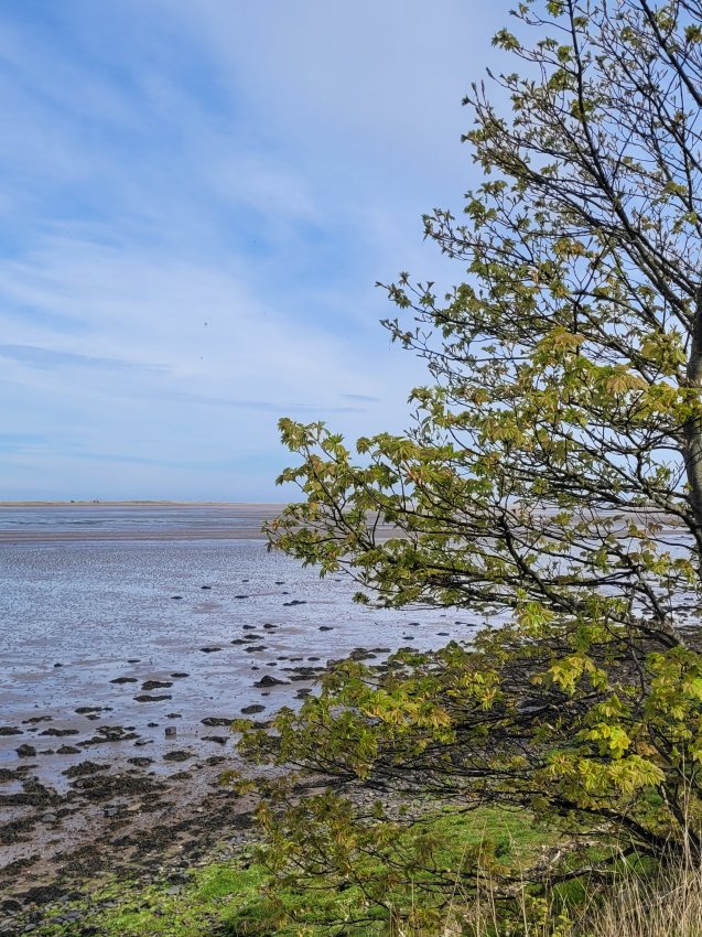 Tree overlooking Budle Bay, Northumberland
