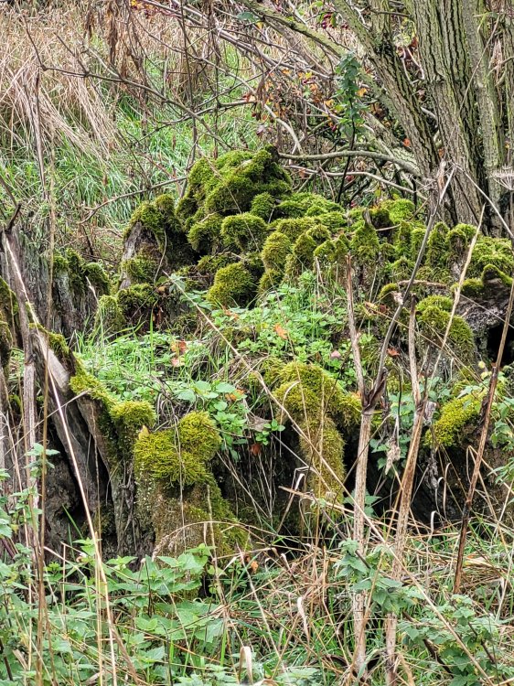 Mossy Stump, Lyveden New Bield, Northamptonshire