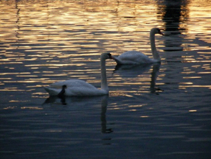 Swans in the Setting Sunlight, Ouchy, Switzerland