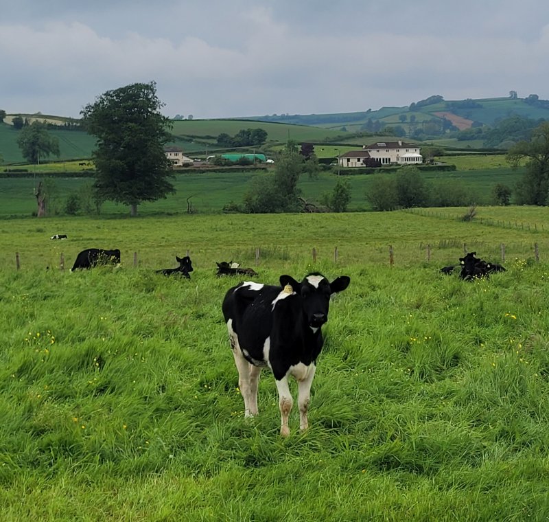 Curious Cow, Stanton Drew Stone Circles, Somerset