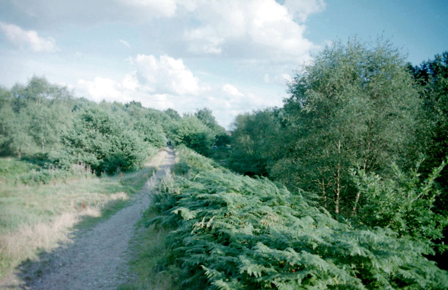Castle Ring, Cannock Chase, Staffordshire