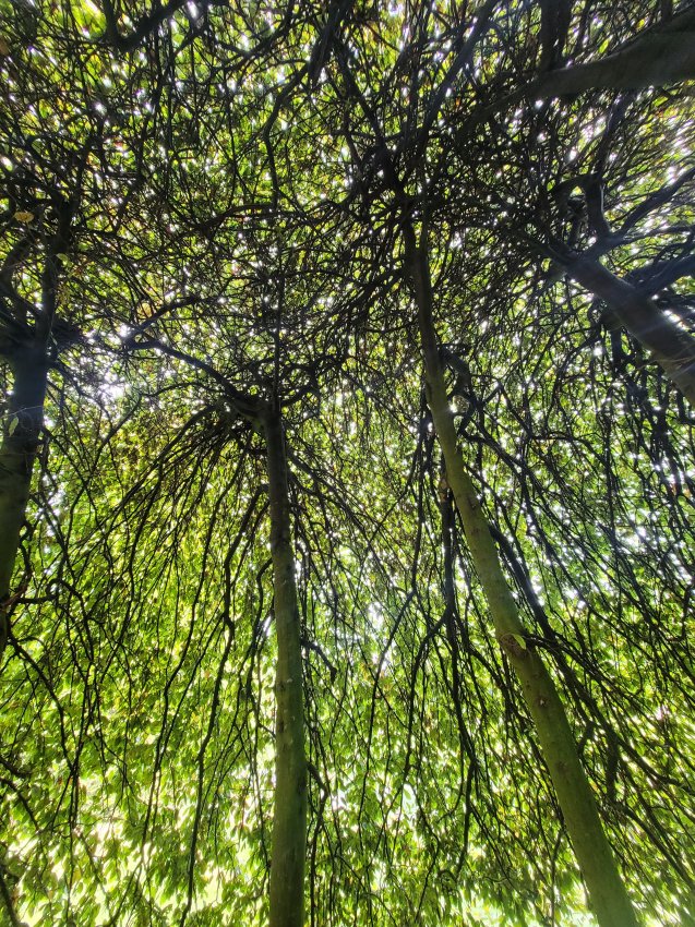 Tree Canopy, Trentham Gardens, Staffordshire