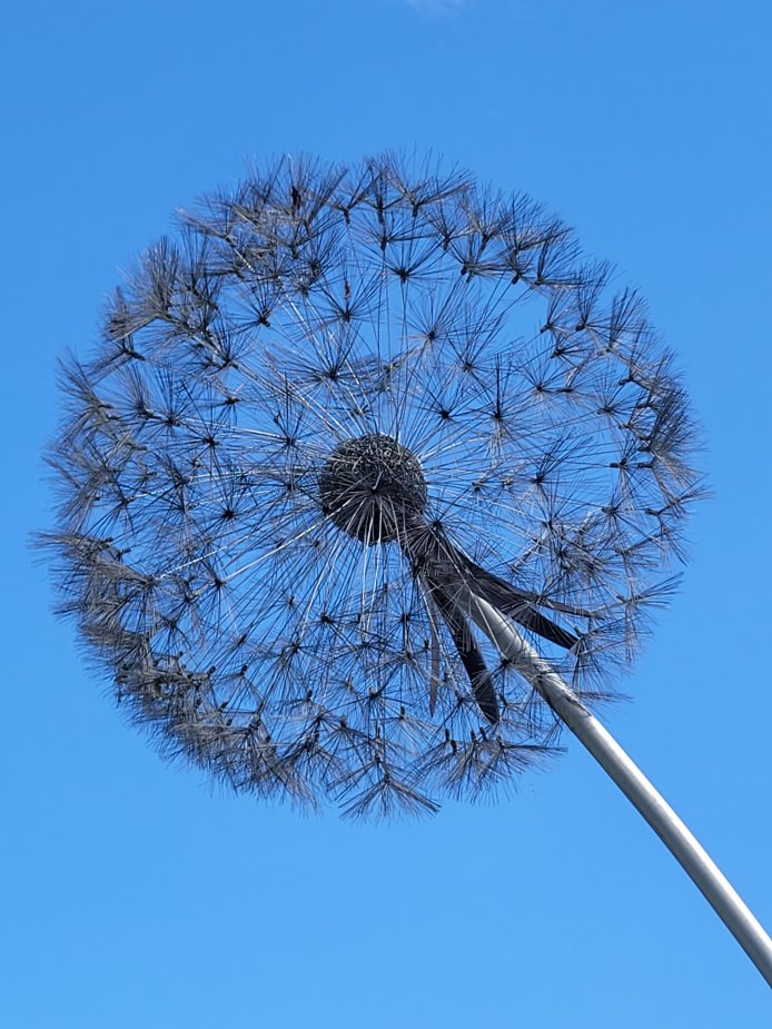 Dandelion at Trentham Gardens, Staffordshire