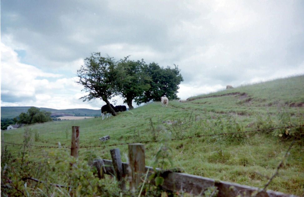 Dramatic Trees at Croglam, Westmorland