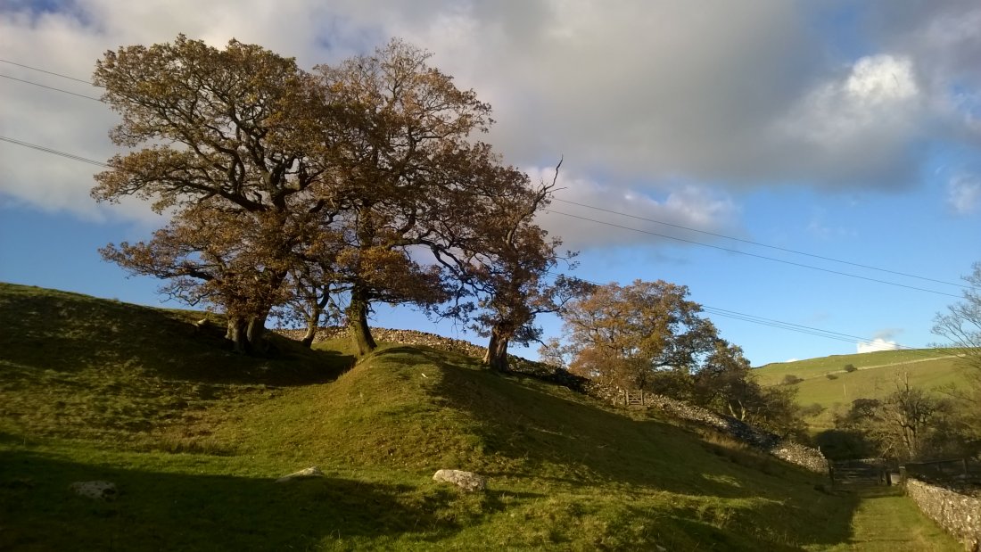 Dramatic Trees near Shap Abbey, Westmorland