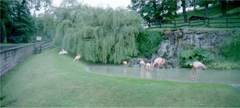 Flamingos at Dudley Zoo, Worcestershire