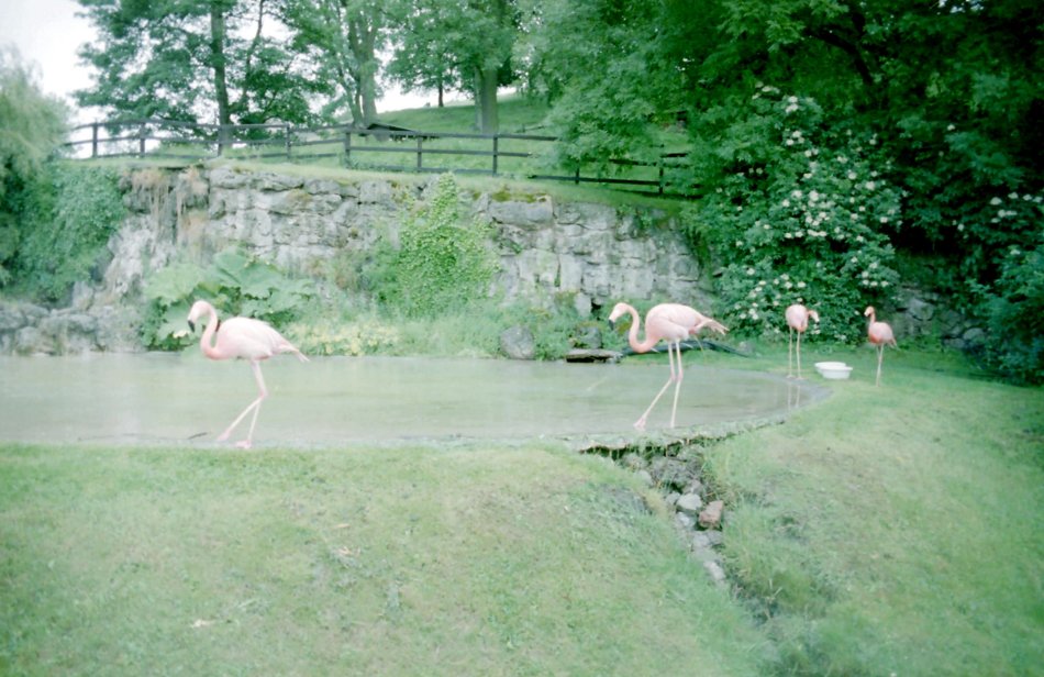 Another view of Dudley Zoo's Flamingos, Worcestershire