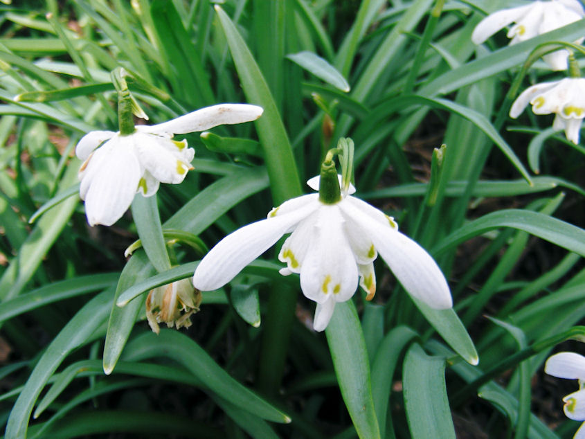 Snowdrops at Fountains Abbey, North Riding of Yorkshire
