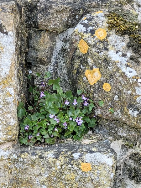 Wildflowers on the Walls of Kirkham Priory, East Riding of Yorkshire