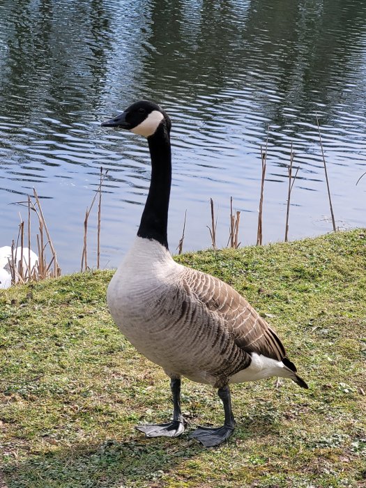 Canada Goose at Nostell Priory, West Riding of Yorkshire