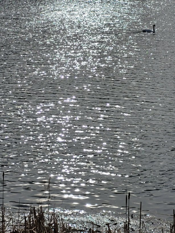 Swan in the Sunlight, Nostell Priory, West Riding of Yorkshire