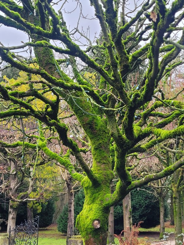 Mossy Tree, Lotherton Hall Gardens, West Riding of Yorkshire