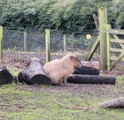 Capybara at Wildlife World on the Lotherton Estate, West Riding of Yorkshire