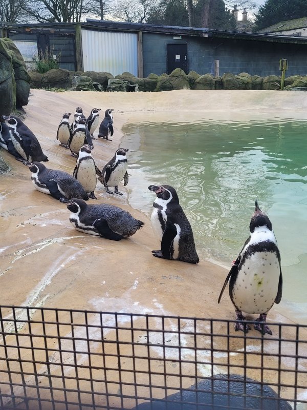 Penguins at Lotherton Hall Wildlife World, West Riding of Yorkshire