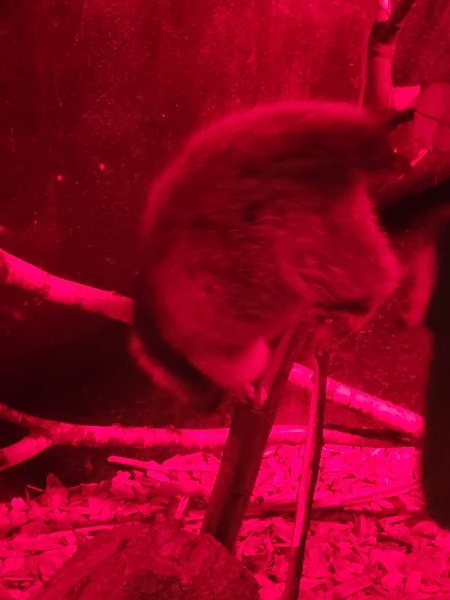 Northern Luzon Giant Cloud Rat, Wildlife World, Lotherton Hall, West Riding of Yorkshire